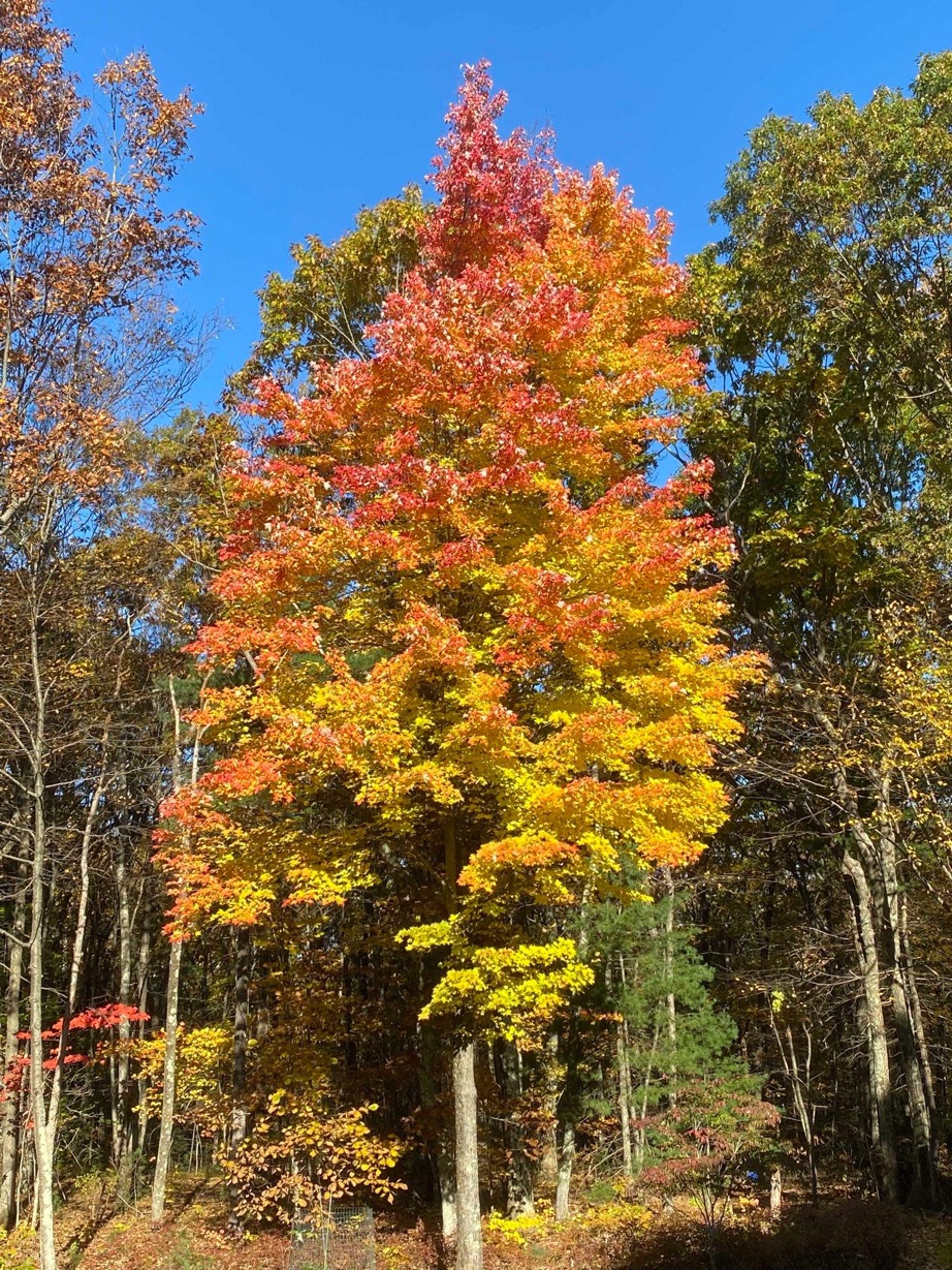 tree